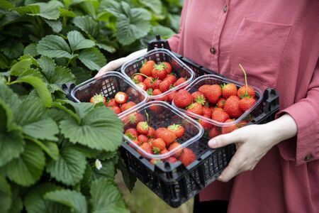A woman holding a crate with punnets of freshly picked strawberries.の写真素材
