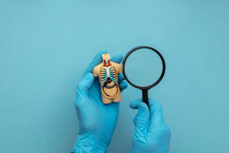 Doctor wearing blue surgical gloves holding an anatomical model of a human bodyの写真素材