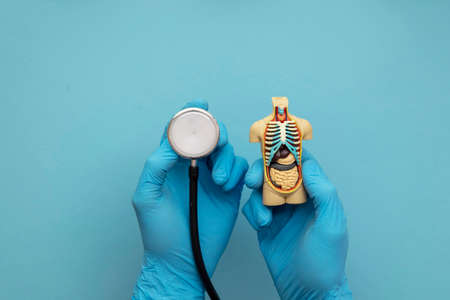 Doctor wearing blue surgical gloves holding an anatomical model of a human bodyの写真素材