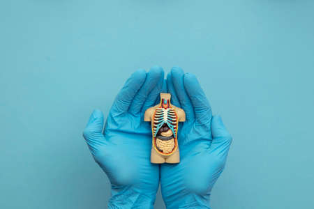 Doctor wearing blue surgical gloves holding an anatomical model of a human bodyの写真素材
