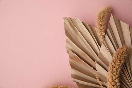Dried tropical palm tree leaf and grass floral decoration on a pastel pink backgroundの写真素材