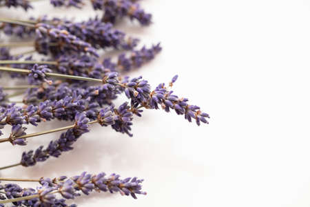 Dried purple lavender flowers on a plain white backgroundの写真素材