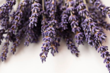 Dried purple lavender flowers on a plain white background