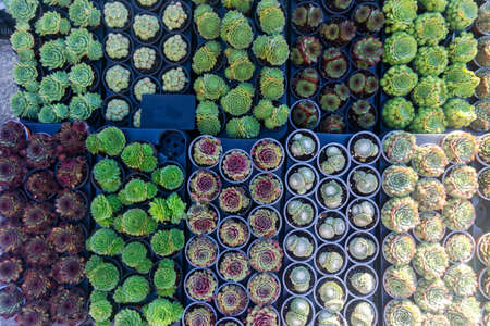 Cacti and succulent plants overhead view backgroundの写真素材