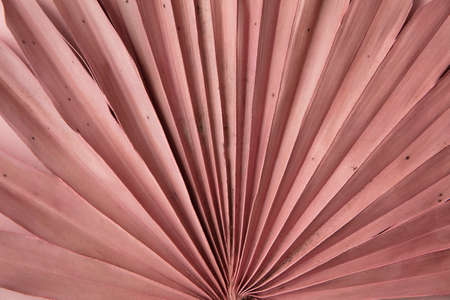 Dried pink tropical palm tree leaf boho style fashionable decoration close upの写真素材