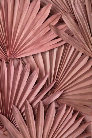 Dried pink tropical palm tree leaf boho style fashionable decoration backgroundの写真素材