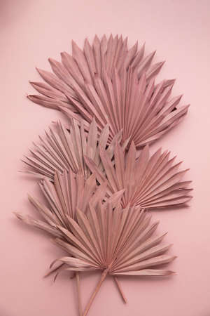 Dried pink tropical palm tree leaf boho style fashionable decoration on a pastel pink backgroundの写真素材