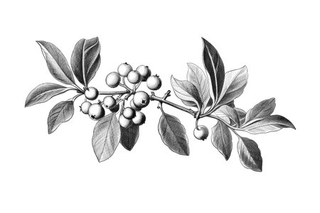 Vintage style illustration of a christmas festive mistletoeの素材