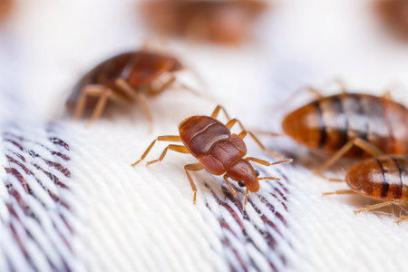 An infestation of bed bugs on white fabricの素材