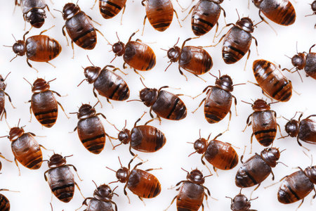 An infestation of bed bugs on white fabricの素材