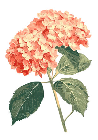 Hydrangea single stem vintage floral botanical flower printの素材