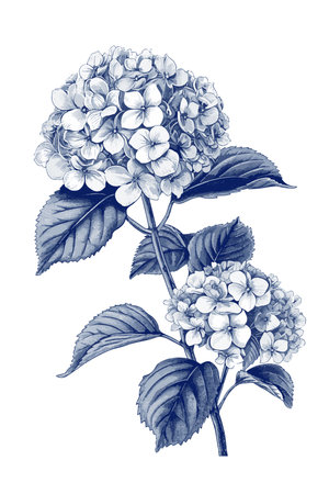 Hydrangea single stem vintage floral botanical flower printの素材
