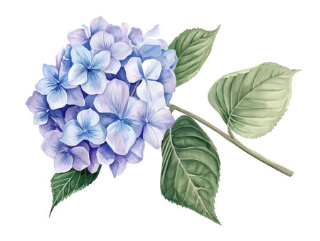 Hydrangea single stem vintage floral botanical flower printの素材