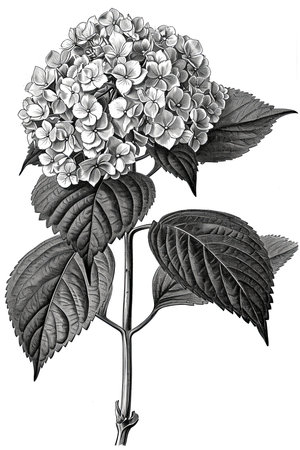 Hydrangea single stem vintage floral botanical flower printの素材