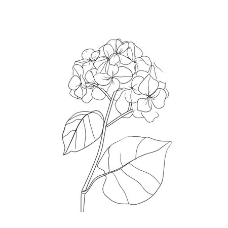 Elegant line drawing of a hydrangea flower. Illustration for invites and cardsの素材