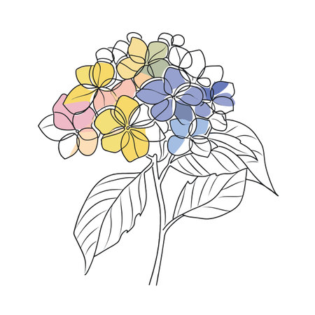 Elegant line drawing of a hydrangea flower. Illustration for invites and cardsの素材