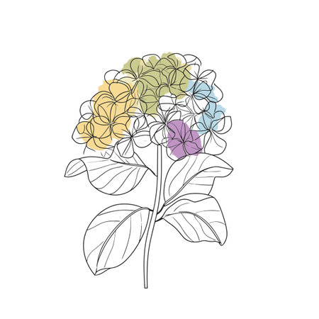 Elegant line drawing of a hydrangea flower. Illustration for invites and cardsの素材