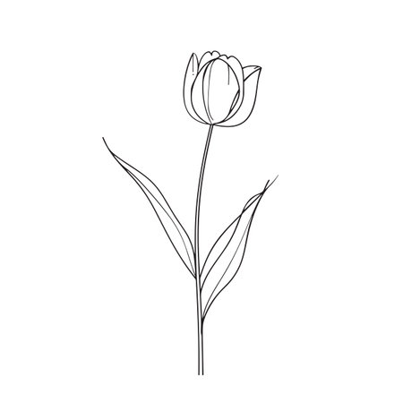 Elegant line drawing of a tulip flower. Illustration for invites and cardsの素材