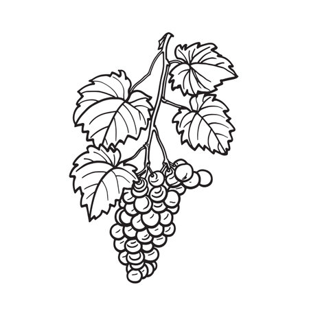Simple line drawing illustration of a bunch of grapes on a vineの素材