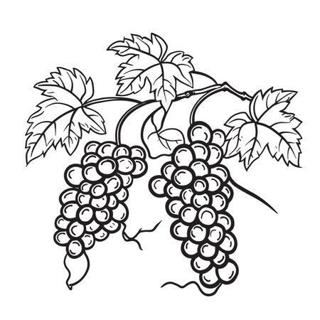 Simple line drawing illustration of a bunch of grapes on a vineの素材