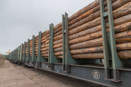 A logging train at the sawmill hauls stacked wooden logs and tree trunks. A train with felled trees....