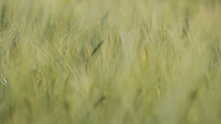 Beautiful view of endless green agricultural field in spring day. Grain crop field harvest crops in the countryside. Green Wheat Waving Natural Background. Close up of Green Wheat Swaying in the Wind.の写真素材
