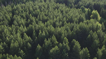 Aerial view of green conifers trees in countryside woodland. Drone zoom out spins above colorful...