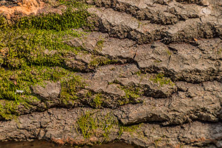Embossed texture of brown tree bark with green moss. Horizontal photography of texture of tree bark....