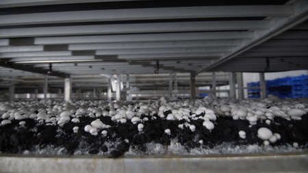 White champignon mushrooms harvest. many champignon mushrooms. Champignon production farm. Shelves rows. Shampion grown mushrooms. Modern agricultureの写真素材