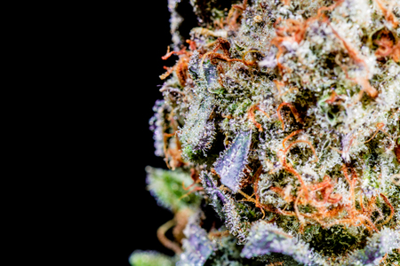 Cannabis Close Upの写真素材