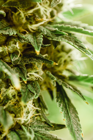Cannabis Close Upの写真素材