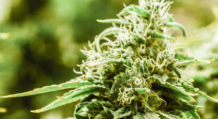 Cannabisの写真素材