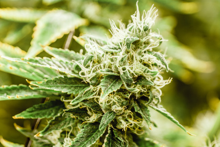 Cannabis Bud