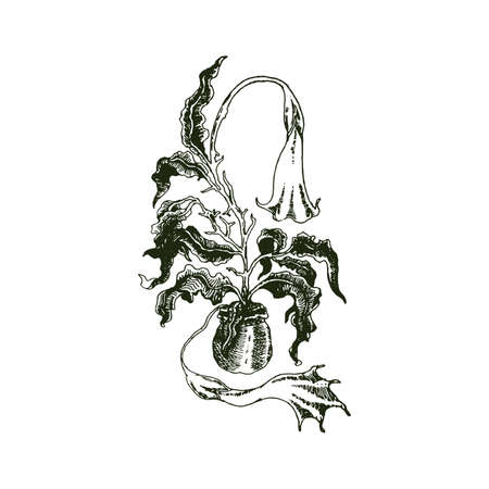 Datura Metel Plant Illustrationのイラスト素材