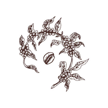 Classic Coffee Branch Illustrationのイラスト素材