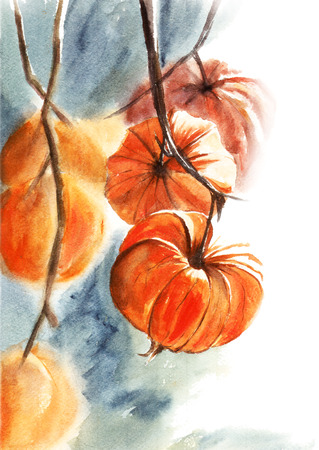Watercolor illustration of orange physalisの写真素材