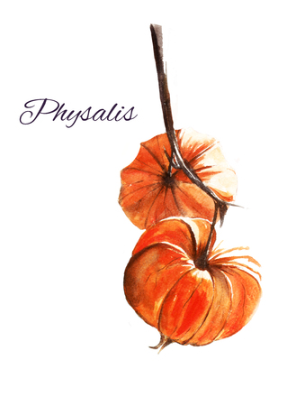 Watercolor illustration of orange physalisの写真素材