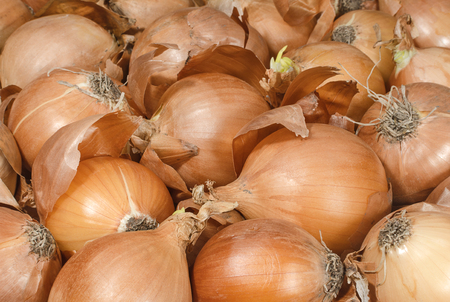 Brown onion with peelの写真素材