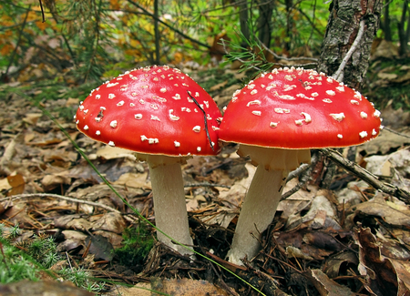 Pair of red fly agaric mushrooms (amanita muscaria) in the autumn forest                  