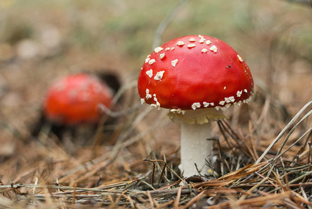 Red fly agaric (amanita muscaria) mushrooms  in the autumn forest