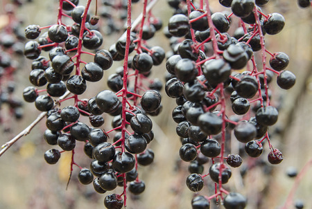 Ripe berries of a bird cherry in the autumnの写真素材