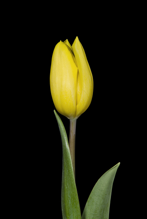Yellow tulip flower on black background
の写真素材