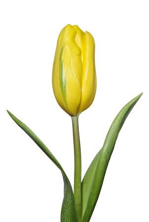 Bud of yellow tulip on white backgroundの写真素材