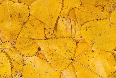Yellow fall leaves background. Natural backgrounds and texturesの写真素材
