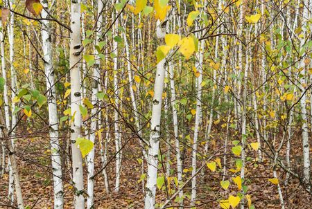 Autumn birch forest. Natural background