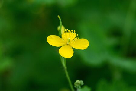 Yellow celandine flower on a green blurred background. Floral backgrounds