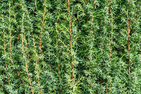 Green conifer of cypress background. Natural textures and backgroundsの写真素材