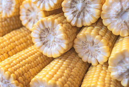 Broken freshly peeled corn cobs in half with seed. Agricultural products and foodの写真素材