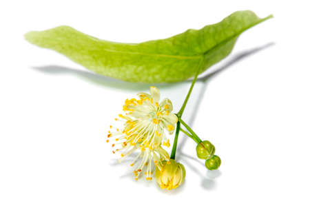 Inflorescence of linden on white background.Flowers and planys.