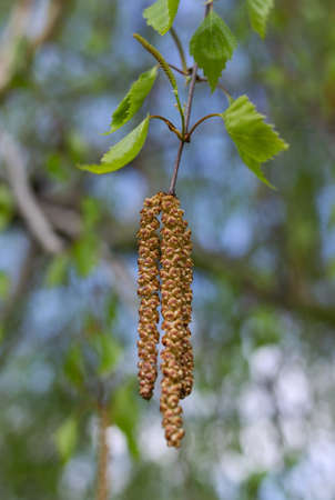 Birch earrings with green leaves. nature and plantsの写真素材